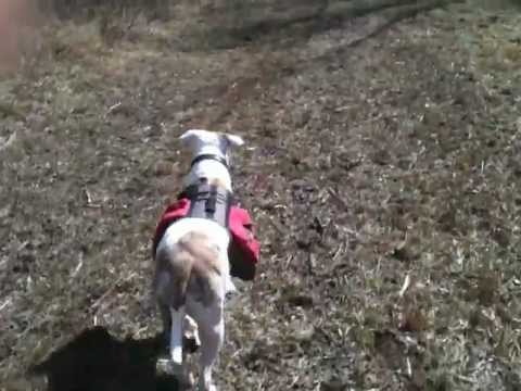 girls like you Just walkin in the woods with mah Dog