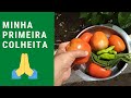 Minha primeira colheita na Horta