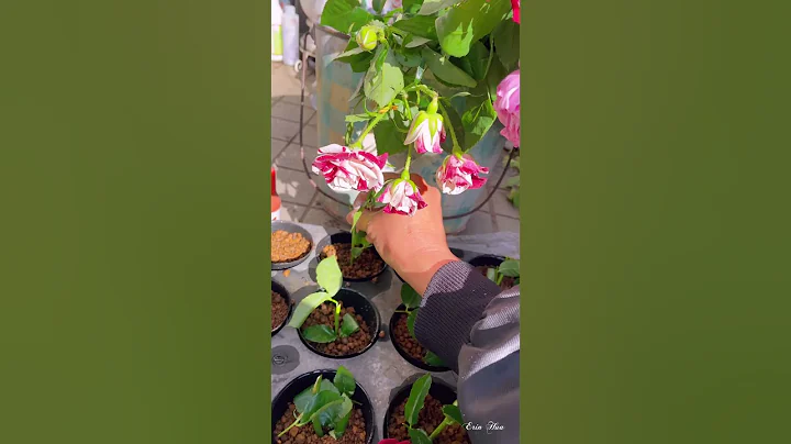 Rose Cutting ｜玫瑰扦插不求人!简易实用全程教授（含成功实例｜バラの挿し木#shorts#玫瑰扦插#バラ挿し木(字幕subtitle) - 天天要闻