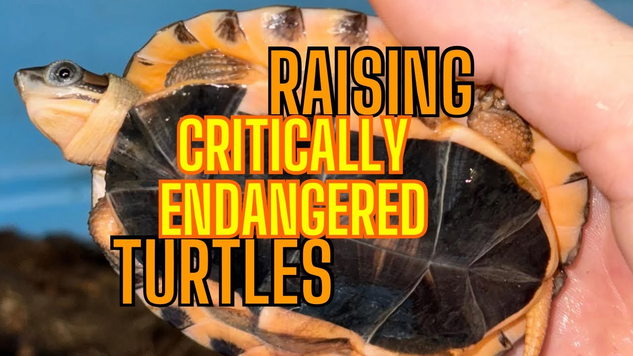 Endangered Baby Turtles - YouTube