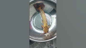 bán lờ cá cải tiến siêu nhại cá,,0787173592