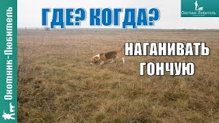 Где и когда наганивать гончую?