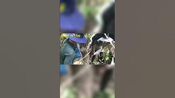 Săn Chuột Rừng Một Cái Bọng Bần Ba Con Chuột Rừng To #shots