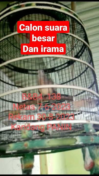 perkutut bangkok piyik suara gede