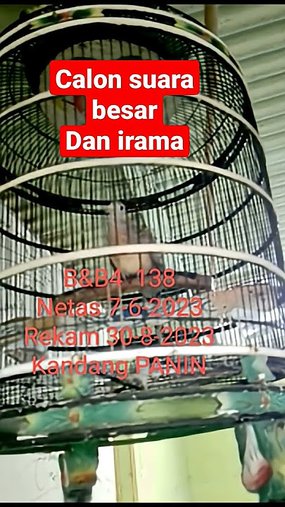 perkutut bangkok piyik suara gede