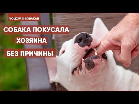 Что ДЕЛАТЬ если собака ПОКУСАЛА хозяина без причины? Причины агрессии. Как понять собаку?