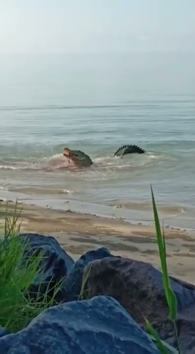 penampakan seram buaya air masin sedang memakan sesuatu