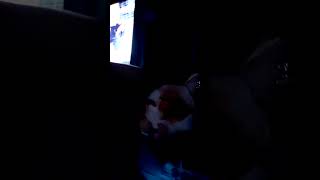 watching @TubboLIVE ☆~ #therian #twitchstreamer #tubbolive #tubbo #furry #kemonomimi #quadrobist