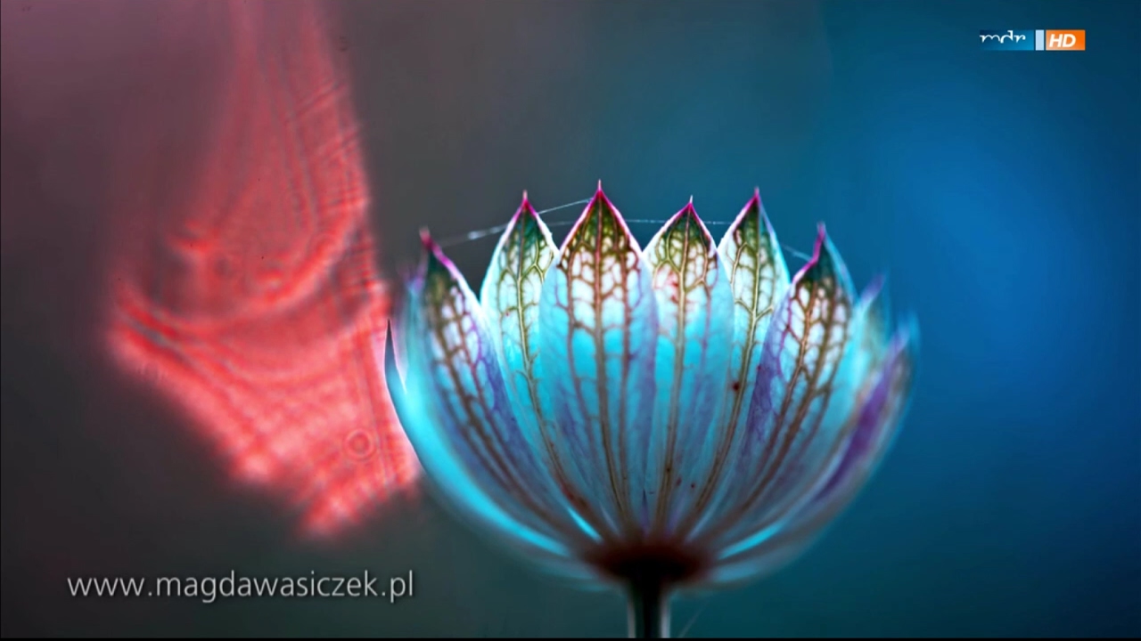 Magda Wasiczek: A photographer of magic worlds. With English subtitles - YouTube