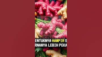 Manfaat JAHE MERAH yang Tersembunyi, Dijamin Bikin Kaget!