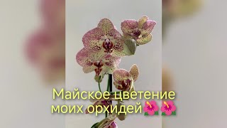 ЦВЕТЕНИЕ ОРХИДЕЙ В МАЕ//С ДНЕМ ПОБЕДЫ!!!🎈🎈🎈🎉🎉🎉🎆🎆🎆🎆09.05.24