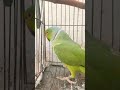 mithu k ghr me zalza agya 365 digri ka #talkingparot #petbird #birds #tdcp 😂😂😂