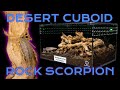 Desert terrarium set up rock scorpion rehoused into large cuboid from tarantula cribs