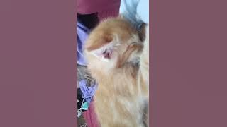 manusia netek'in kucing, anak kucing minta netek ke manusia
