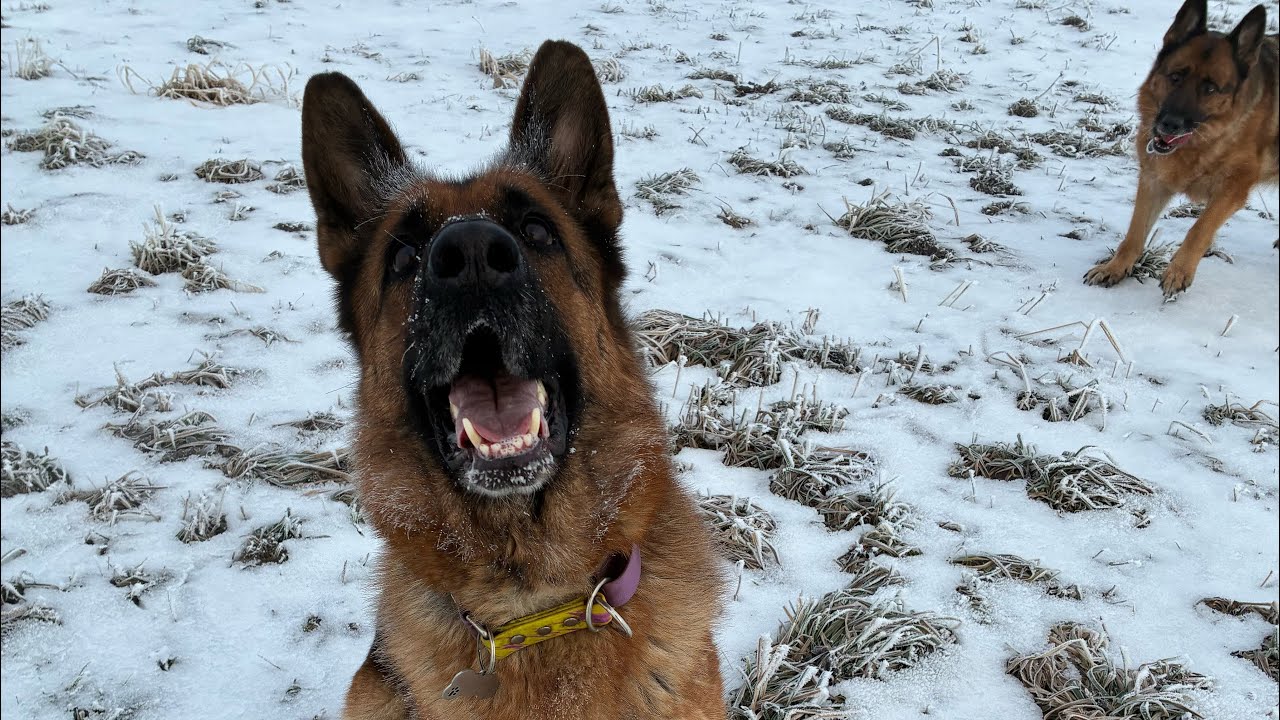 #59 GINAA | DAJLA - poranny spacerek z owczarkami 🐶 | Kozy 