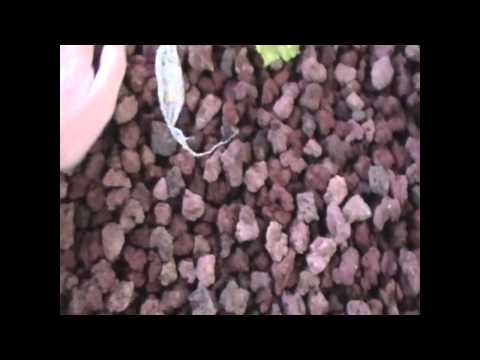 Aquaponics - Tutorial - How To - Adding Plants