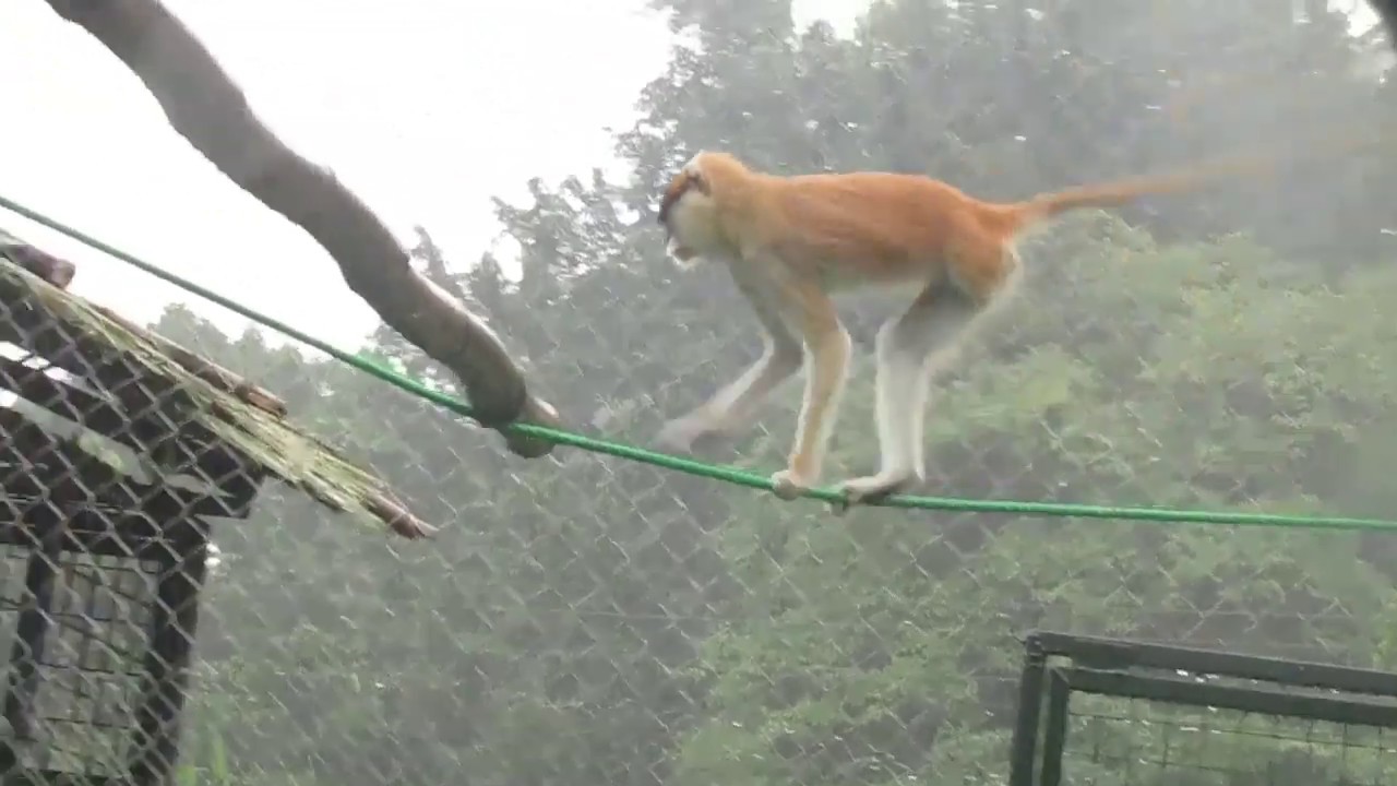 Patas monkeys Leonie and Coco