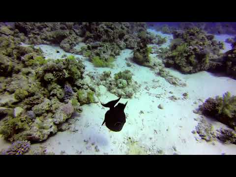 Another blue triggerfish in the Red Sea.
