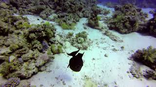 Another blue triggerfish in the Red Sea.