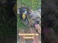 descansando no Carnaval #youtubeshorts #modapet #carnaval #cachorrosdivertidos #pets #petsfofinhos