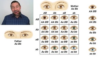 2_5 The Hardy-Weinberg Equilibrium Equation