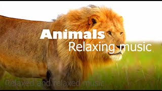 4K African Wildlife: Animal life, Landscapes And Relaxing Music  Animal Relaxing Music!
