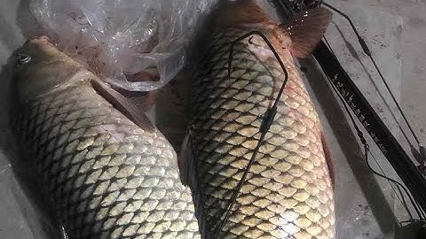 Thời buổi này câu cá nhàn , câu cá công nghệ #câucá #fishing #camera soi cá #cachep #caucatunhien