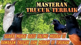 suara trucukan rasa murai batu//masteran trucuk isian murai batu paling mudah di tirukan trucuk muda