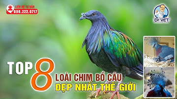 Top 8 loài chim bồ câu đẹp và độc đáo nhất thế giới | Khám phá thế giới | Dr.Vet