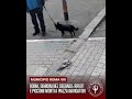 Roma, choc a Piazza dei Navigatori: piccioni morti e degrado nei giardini