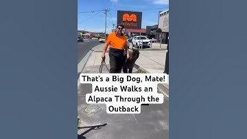 That’s a Big Dog, Mate! Aussie Walks an Alpaca Through the Outback