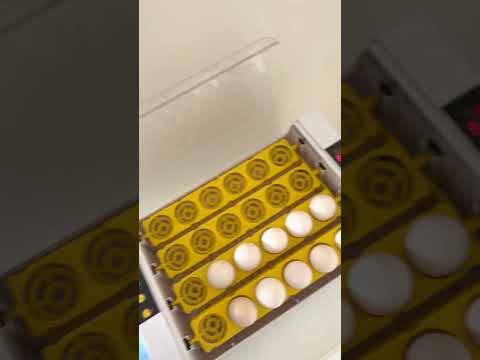 تشغيل فقاسة صينى ٢٤بيضة    24         