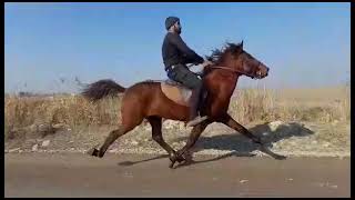 Bərdəli Ceyhun Qənim adlı atı. Resimi