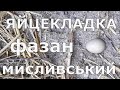 Яйцекладка фазан мисливський