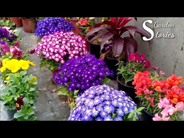 Best 30+ Winter Flowering Plants || Winter Garden Overview 2020 class=