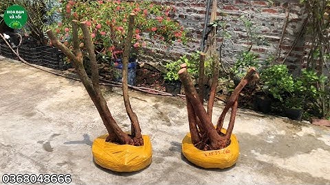 Hoa sim tím dáng đẹp bầu to giao lưu đến các bác