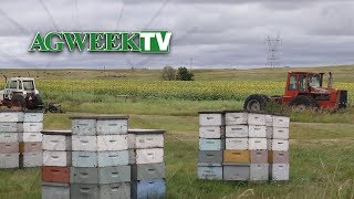 Bee Innovative aims to boost bees