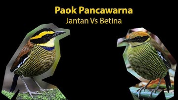 Difference male and female of Javan Banded Pitta