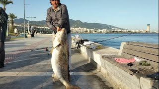 38 kg Dev Granyöz. Yeni Rekorumuzu kırmak 5 gün sonraya nasipmiş 🙏 (Bölüm 2)