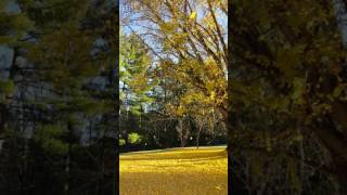 Raining ginkgo leaves screenshot 1