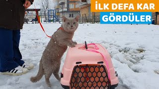 KEDİLERİMİZİN KAR İLE TANIŞMA ANI (İlk Defa Dışarıya Çıktılar)