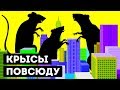 Почему в городах никак не могут избавиться от крыс