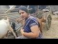 How to goat milk milking village style