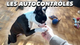 Les AUTOCONTRÔLES et le chiot : gestion des émotions/frustration, 3 exercices à faire !