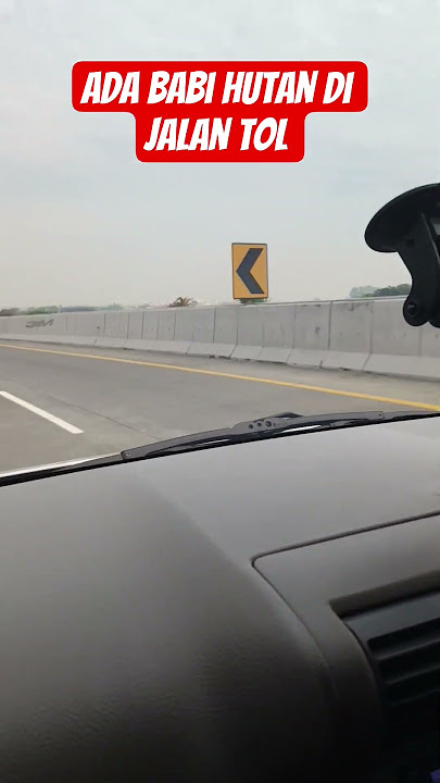 Ada babi hutan di jalan tol #memengakakkocak #ngakak #lucu