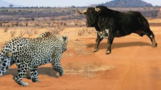 ¡Este Leopardo Se Metió Con El Oponente Equivocado!