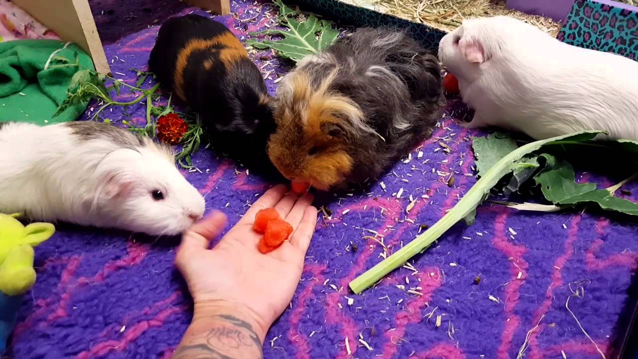 Watermelon for the guinea pigs YouTube
