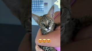we bought a savanah 😺 cat!#zeusthesavanh#cat#fypシ゚viralvideo
