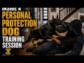 Inside a Personal Protection Dog Training Session