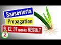 How to: Sansevieria PROPAGATION - 9, 12, 37 weeks UPDATE || Succulents for beginners